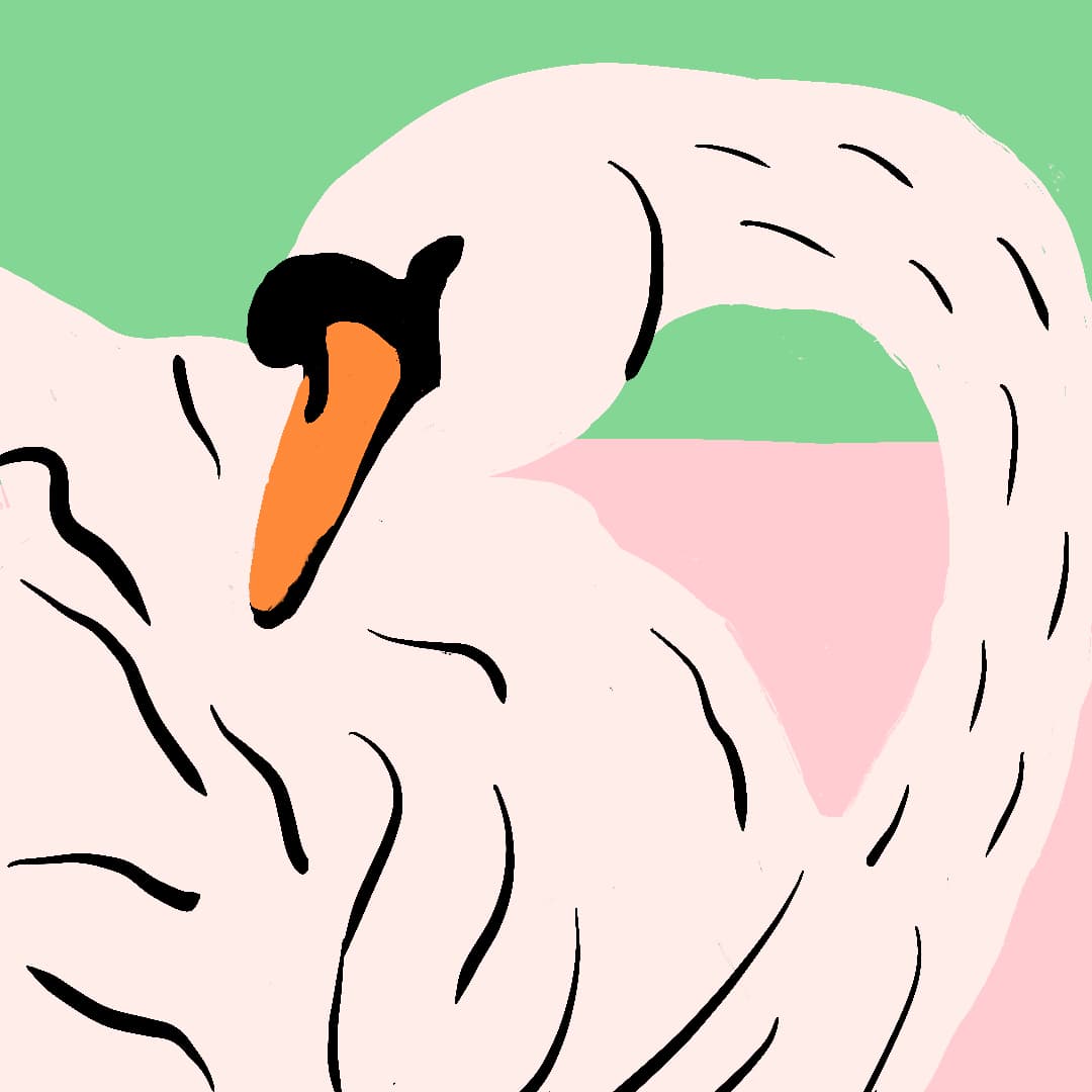 Swan