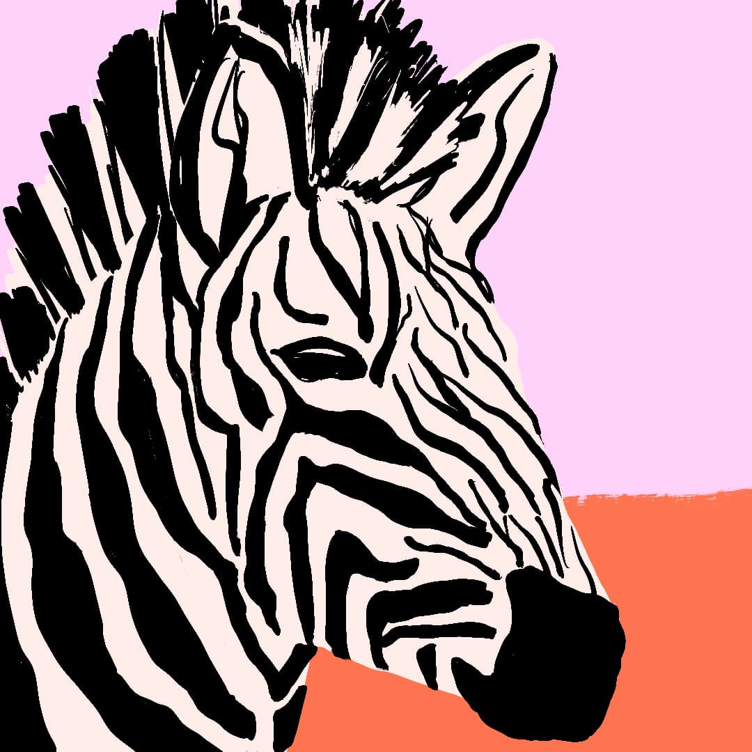 Zebra